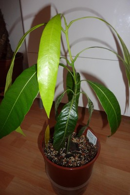 Mango (2).JPG