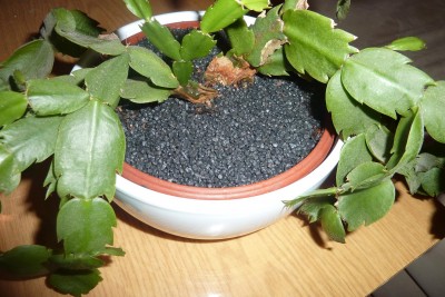 schlumi (3).JPG