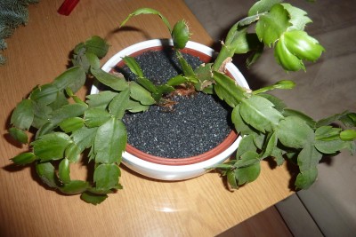 schlumi (2).JPG