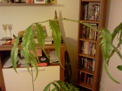 2011-12-05 17.46.41.jpg