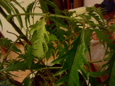 2011-12-05 17.46.31.jpg