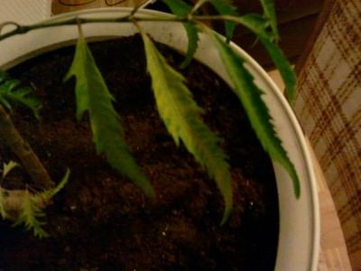 2011-12-05 17.45.41.jpg