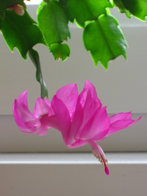 IMG_2662.JPG
