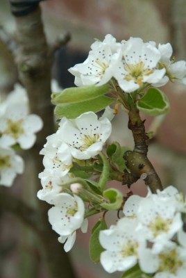 2607-Obstbaum.jpg