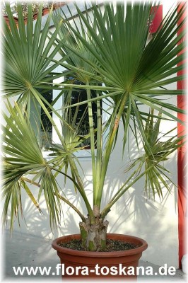 sabal_palmetto_3_-_061205.jpg