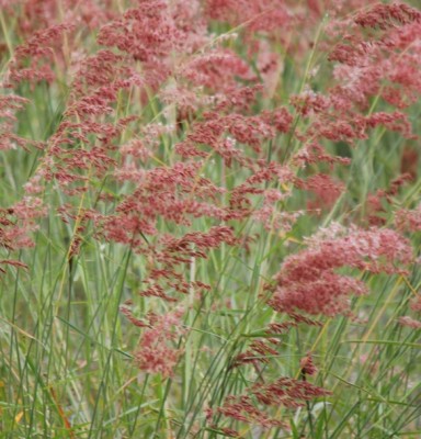 129. Pflanze, IMG_6794.JPG