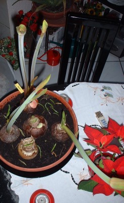 DSCF0069.JPG