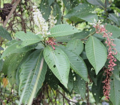 132. Pflanze, IMG_6988.JPG