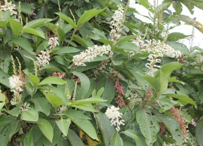 132. Pflanze, IMG_6984.JPG