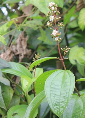 133. Pflanze, IMG_6698.JPG