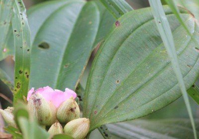 135. Pflanze, IMG_6750.JPG