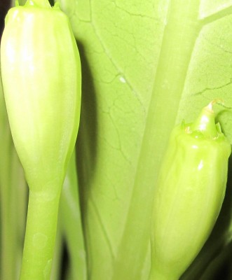 Bild green24 3 036.jpg