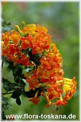 streptosolen_jamesonii_1_-_310507.jpg