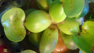 Wasserhyazinthe Eichhornia crassipes.jpg