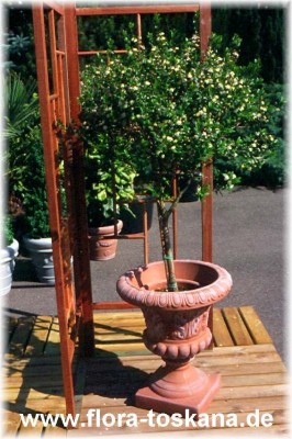 myrtus_communis_halbstamm_-_dia.jpg
