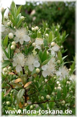 mussaenda_philippica_dona_aurora_3_-_071106.jpg