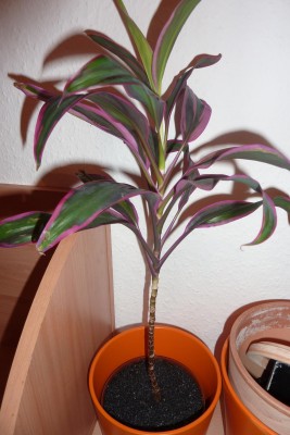 P1020110.JPG