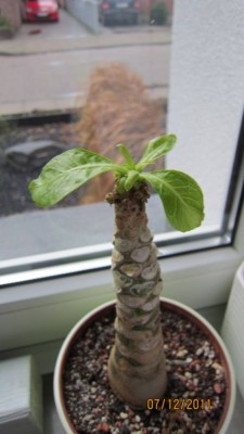 Hawaiipalme 12.2011.jpg