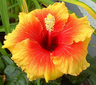3Hibiscus_Apollo3475.jpg