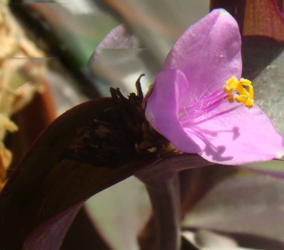 Tradescantia pallida.jpg