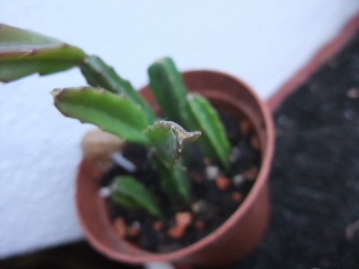 DSCF1156.JPG