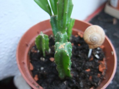 DSCF1151.JPG