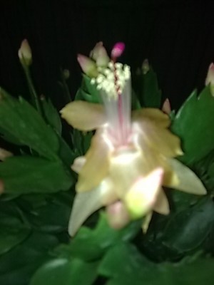 ..Schlumbergera'Thor Alec.JPG