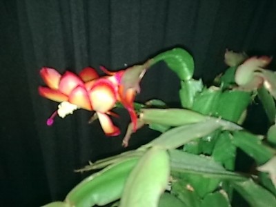 ..Schlumbergera'Samba Brasil.JPG