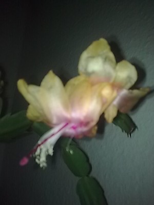 ..Schlumbergera'Golden Sun.JPG