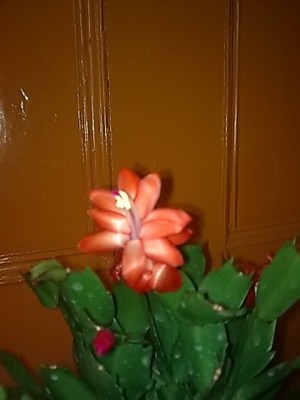 ..Schlumbergera'Amazonas Brazil.JPG