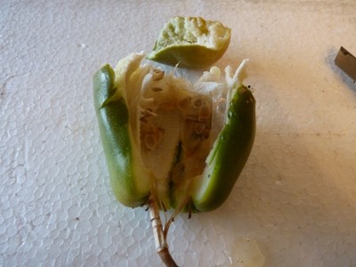 frucht xdecaisneana offen.jpg