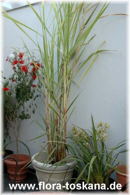 saccharum_officinarum_1_-_150407.jpg