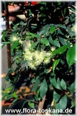 syzygium_paniculatum_bluete_2_-_dia.jpg