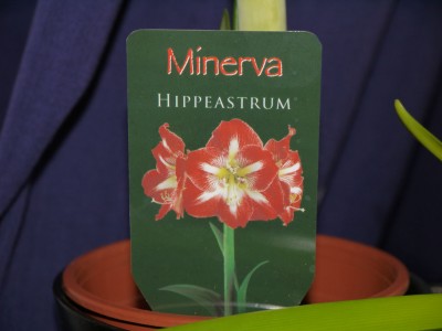 Hippeastrum Minerva tag van Velden.jpg