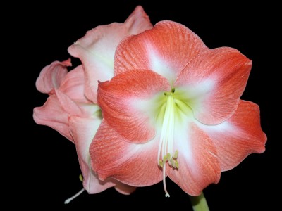 Hippeastrum NOID k.jpg