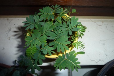 Mimose.JPG