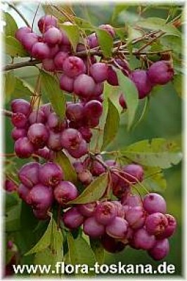 syzygium_paniculatum_2_-_121206.jpg