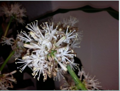 weiße Blüte.jpg