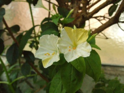 DSCF0057.JPG