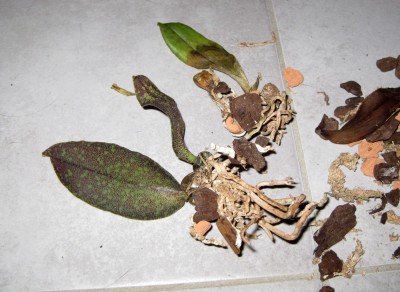 Psychopsis_9485.jpg