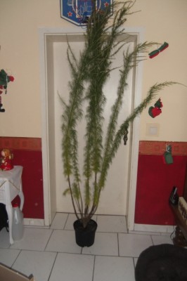 CIMG0472.JPG