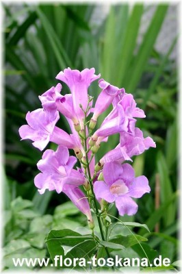 saritaea_magnifica_2_-_digi.jpg