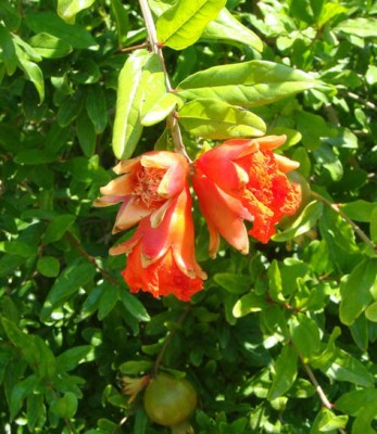 Granatapfel Punica granatum Kopie.jpg