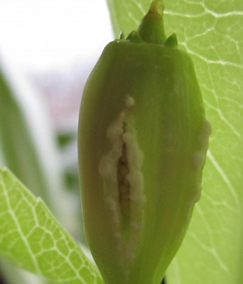 Bild green24 3 041.jpg
