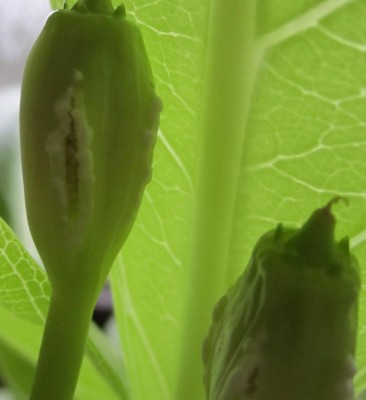 Bild green24 3 040.jpg