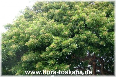 schinus_terebinthifolius_gross_2_-_digi.jpg
