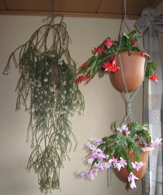 IMG_8347x.jpg