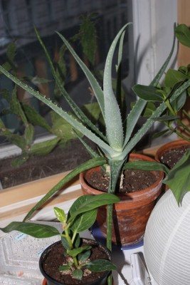 IMG_7565.JPG