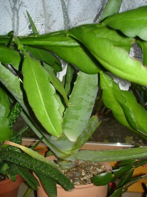 DSC06600.JPG