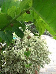 Rankkartoffel Ausschnitt.jpg